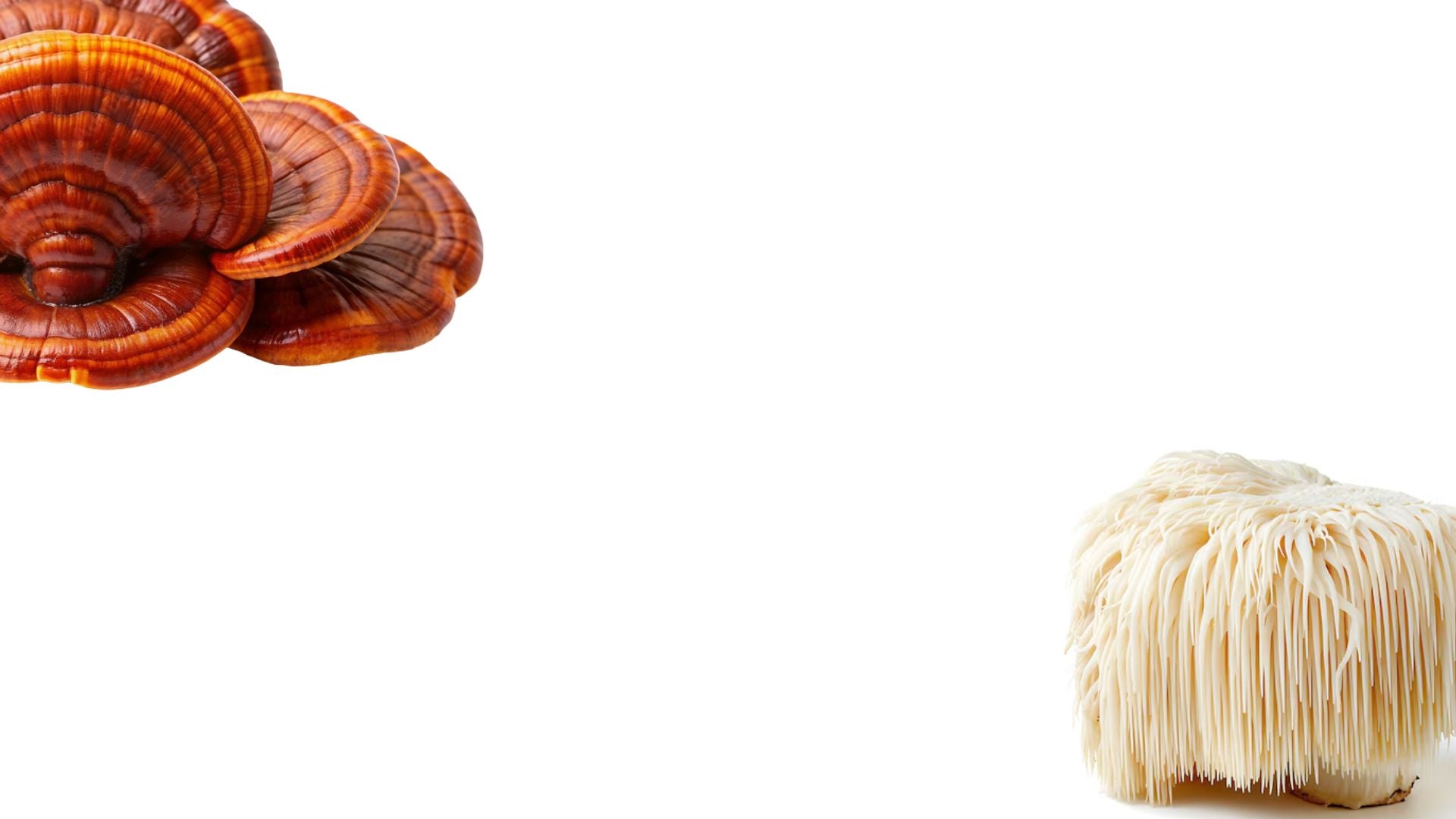 banner.jpg